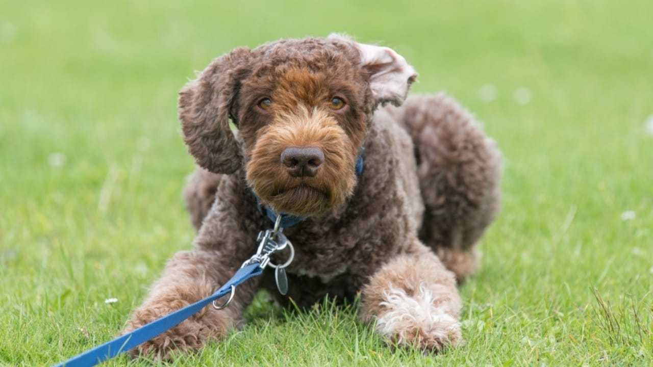 10 Times Barbet Dogs Proved They're Smarter Than Your Average Pooch 3 10 Times Barbet Dogs Proved They're Smarter Than Your Average Pooch - Barbet dog ss2363931501