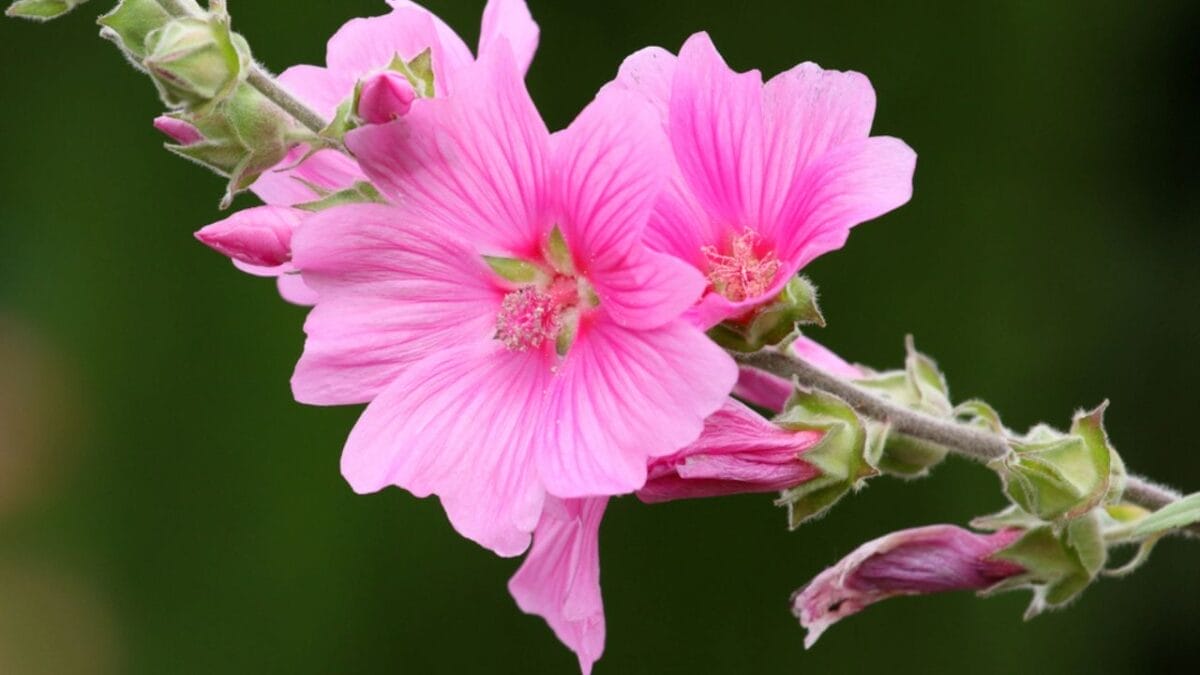 20 Elegant Pink Flowers You Need in Your Garden for That Timeless Touch 15 20 Elegant Pink Flowers You Need in Your Garden for That Timeless Touch - Barnsley Baby Lavatera dp2117454
