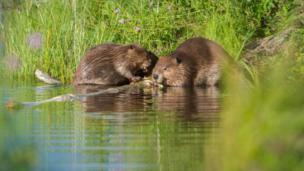 Experts Impressed by Wetlands Discovery 10 Years After Beaver Reintroduction 4 Experts Impressed by Wetlands Discovery 10 Years After Beaver Reintroduction - Beavers Influencing Ancient Environments dp340744304