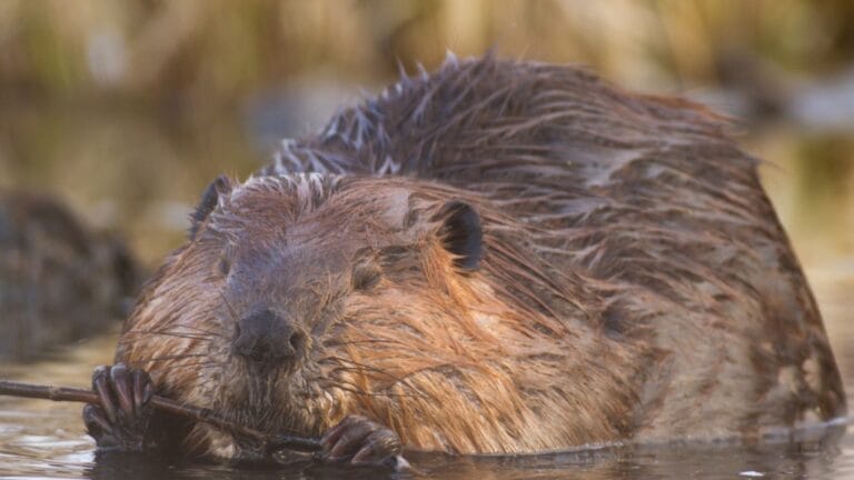 History's Unlikely Partners: The Vital Role of Beavers in Ancient Times 4 History's Unlikely Partners: The Vital Role of Beavers in Ancient Times - Beavers dp70359073