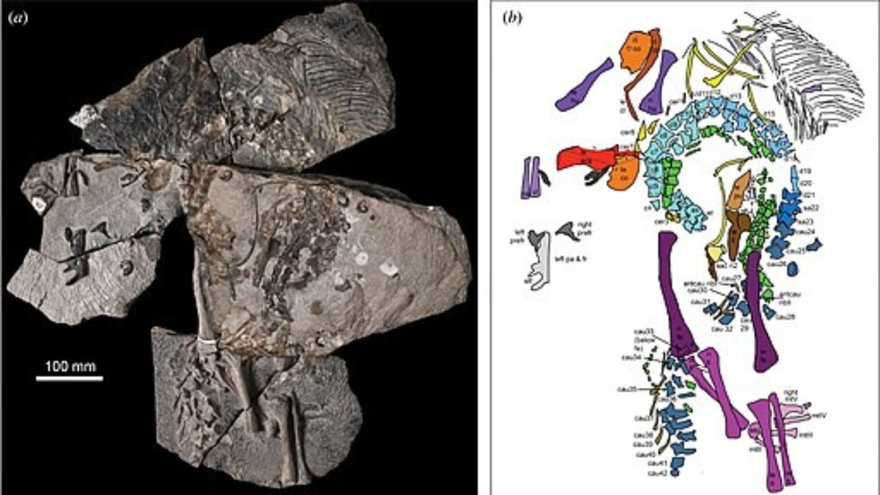 Ancient Predator Found in Nevada Rewrites Triassic Coastal History 2 Ancient Predator Found in Nevada Rewrites Triassic Coastal History - Benggwigwishingasuchus wc