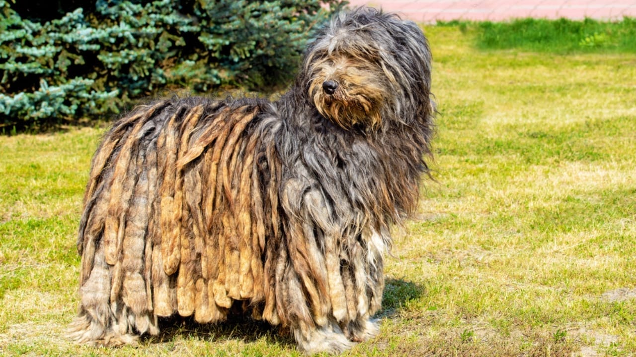 10 Reasons Why Your Next Best Friend Should be a Bergamasco Sheepdog 5 10 Reasons Why Your Next Best Friend Should be a Bergamasco Sheepdog - Bergamasco Sheepdog dp184318986