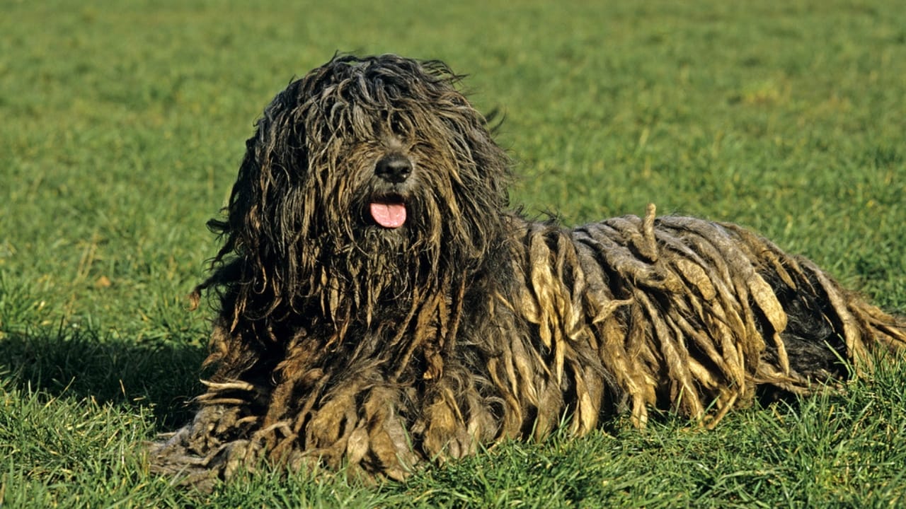 10 Reasons Why Your Next Best Friend Should be a Bergamasco Sheepdog 8 10 Reasons Why Your Next Best Friend Should be a Bergamasco Sheepdog - Bergamasco Sheepdog dp345535984