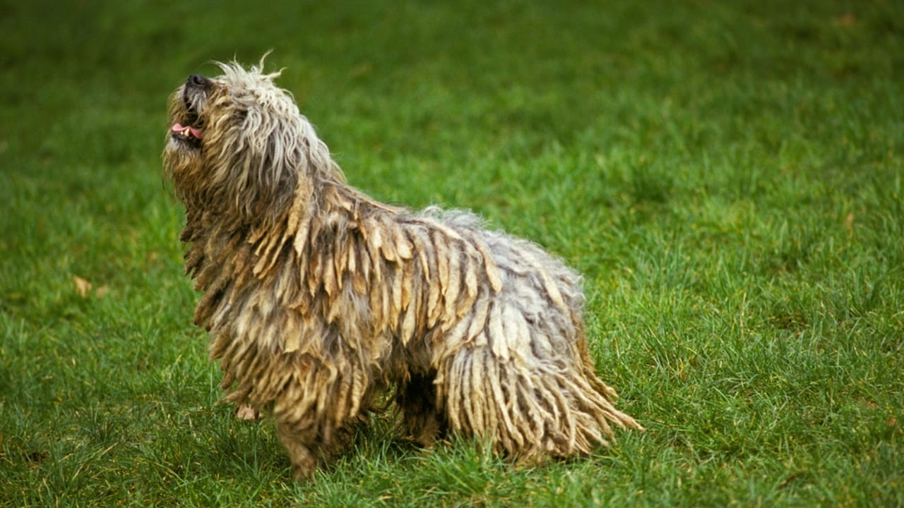 10 Reasons Why Your Next Best Friend Should be a Bergamasco Sheepdog 7 10 Reasons Why Your Next Best Friend Should be a Bergamasco Sheepdog - Bergamasco Sheepdog dp346291794