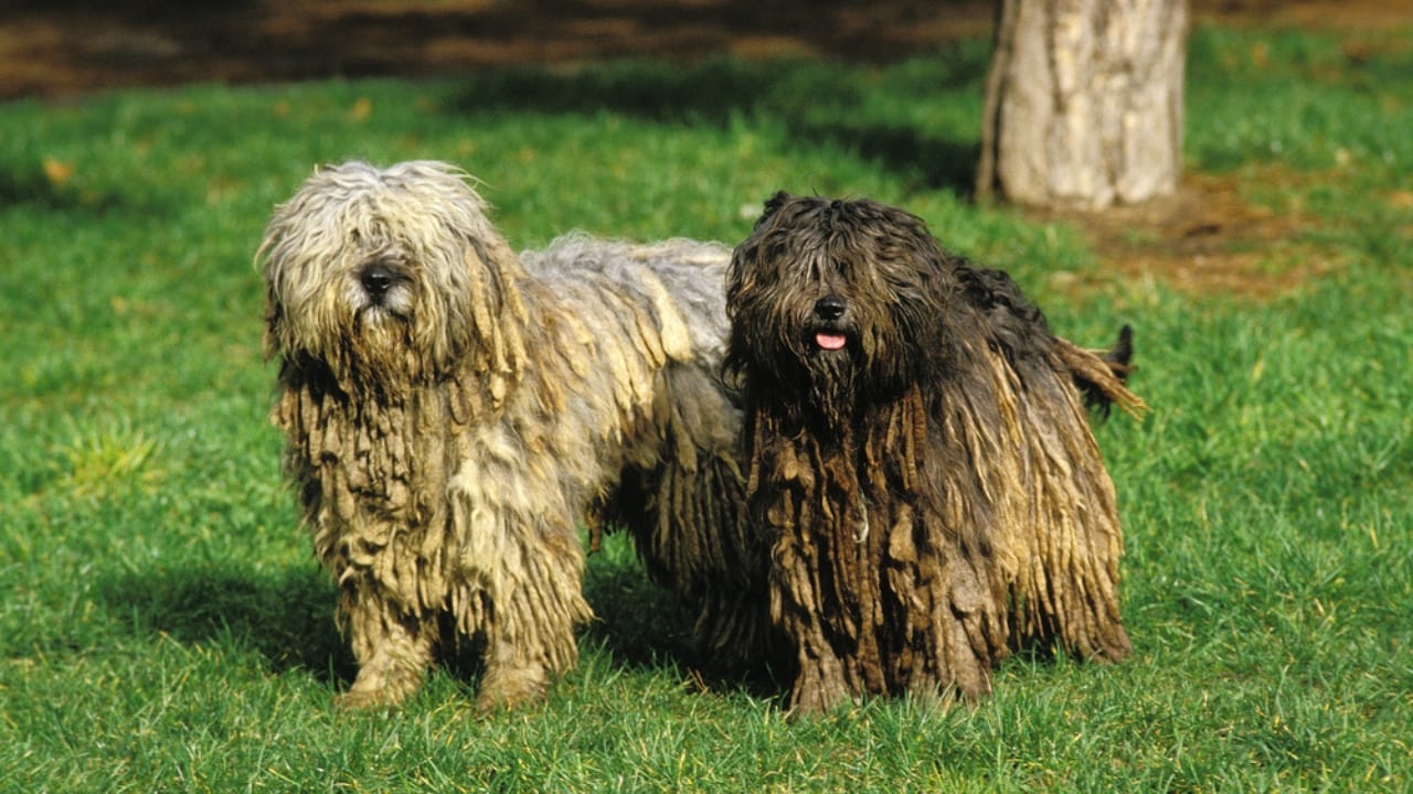 10 Reasons Why Your Next Best Friend Should be a Bergamasco Sheepdog 3 10 Reasons Why Your Next Best Friend Should be a Bergamasco Sheepdog - Bergamasco Sheepdog dp348253294