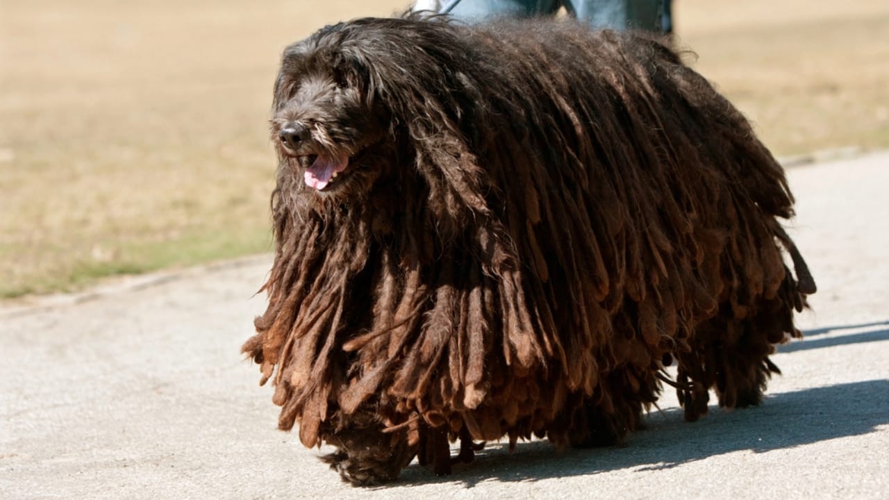 15 Dog Breeds With Coats That Are Living Works of Art 15 15 Dog Breeds With Coats That Are Living Works of Art - Bergamasco Sheepdog dp37774101