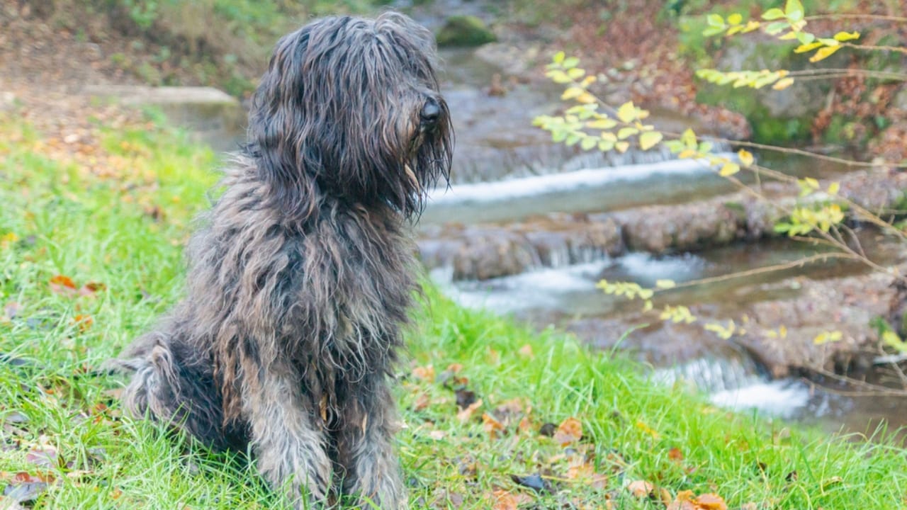 10 Reasons Why Your Next Best Friend Should be a Bergamasco Sheepdog 6 10 Reasons Why Your Next Best Friend Should be a Bergamasco Sheepdog - Bergamasco Sheepdog dp430967806
