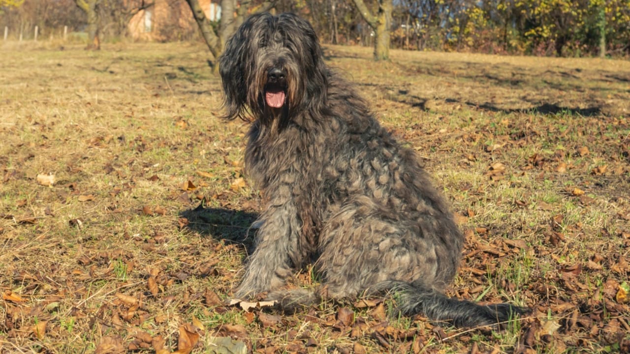 10 Reasons Why Your Next Best Friend Should be a Bergamasco Sheepdog 11 10 Reasons Why Your Next Best Friend Should be a Bergamasco Sheepdog - Bergamasco Sheepdog ss1863844312