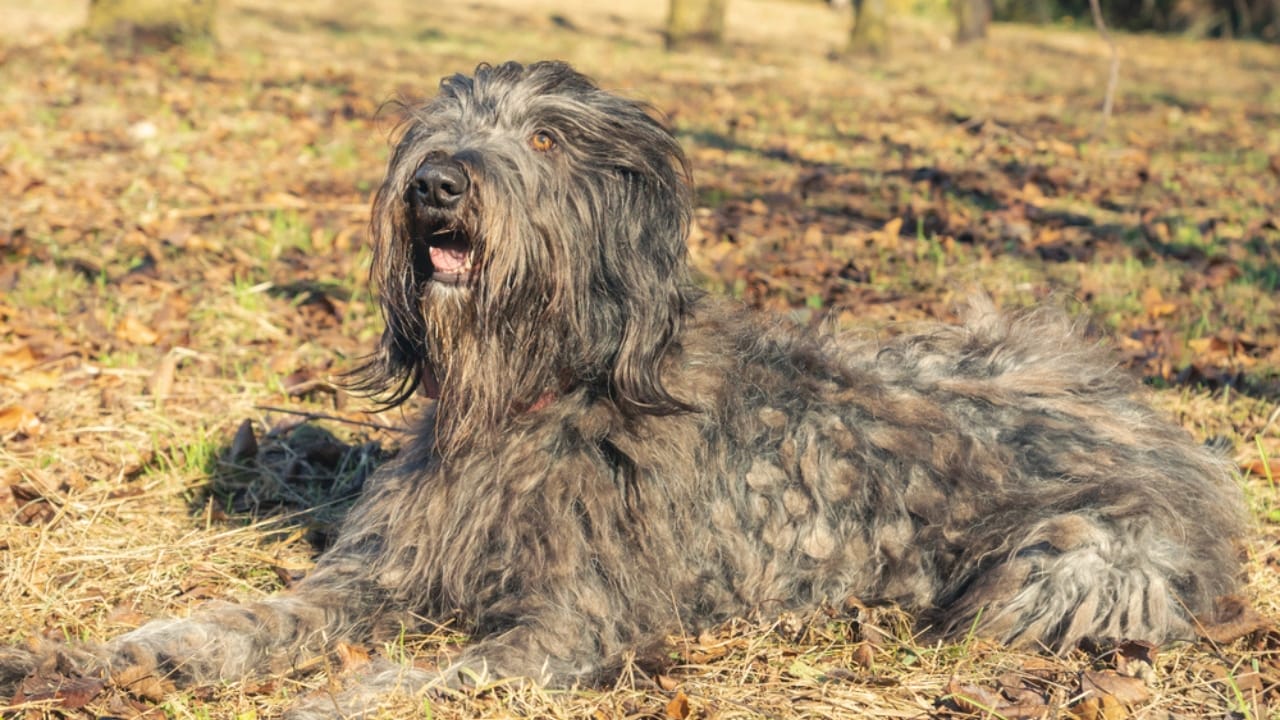 10 Reasons Why Your Next Best Friend Should be a Bergamasco Sheepdog 10 10 Reasons Why Your Next Best Friend Should be a Bergamasco Sheepdog - Bergamasco Sheepdog ss1863844321