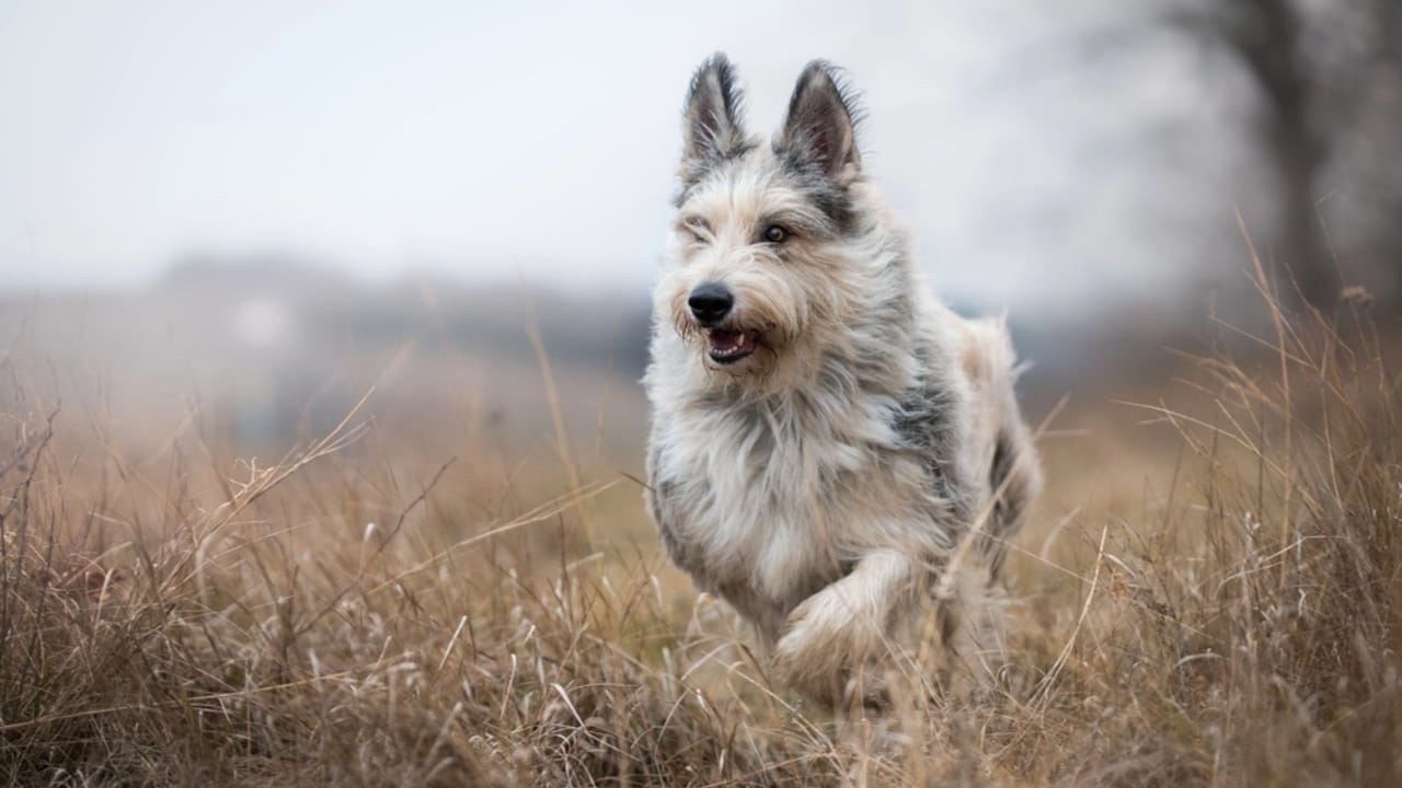 Meet the Berger Picard: 15 Things You Never Knew About This Rare French Breed - Berger picard dog dp180178458