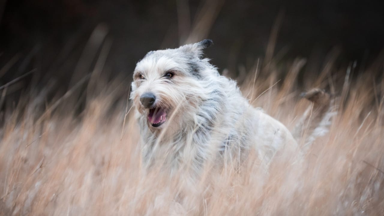 Meet the Berger Picard: 15 Things You Never Knew About This Rare French Breed - Berger picard dog dp180178468