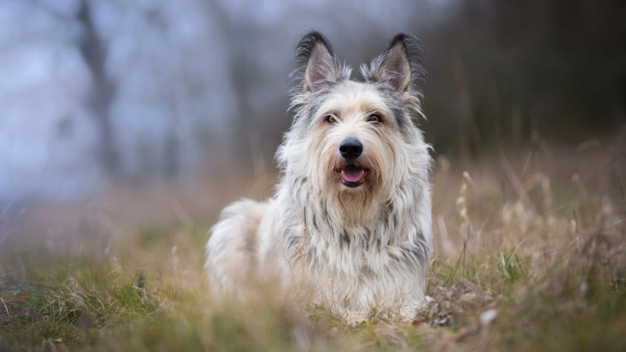 Meet the Berger Picard: 15 Things You Never Knew About This Rare French Breed - Berger picard dog dp180178528