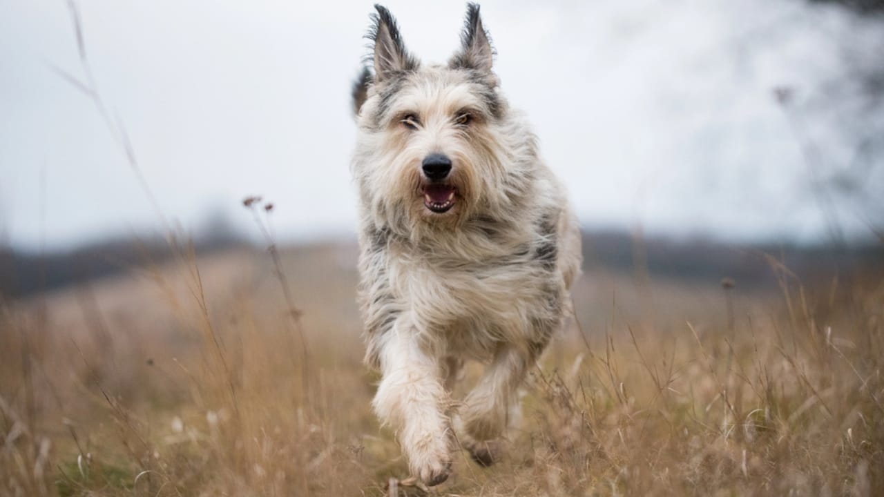 Meet the Berger Picard: 15 Things You Never Knew About This Rare French Breed - Berger picard dog dp180181150