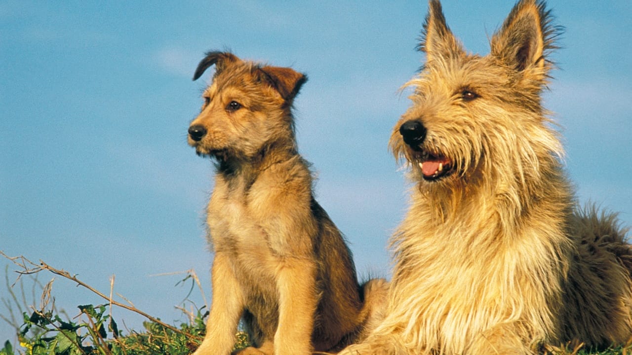 Meet the Berger Picard: 15 Things You Never Knew About This Rare French Breed - Berger picard dog dp336335318