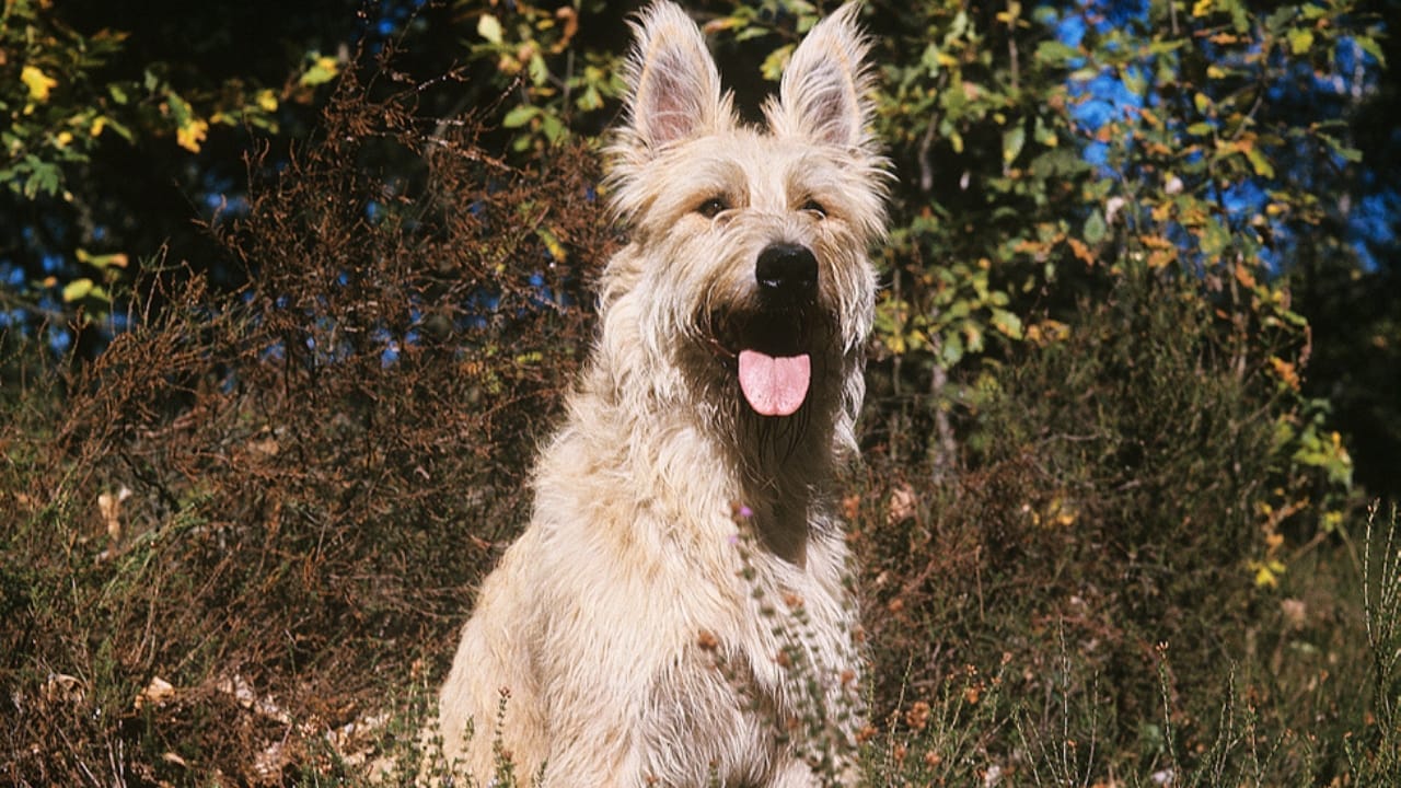 Meet the Berger Picard: 15 Things You Never Knew About This Rare French Breed - Berger picard dog dp336335738