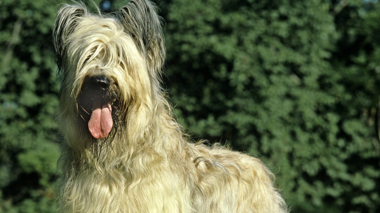 Meet the Berger Picard: 15 Things You Never Knew About This Rare French Breed - Berger picard dog dp345539896