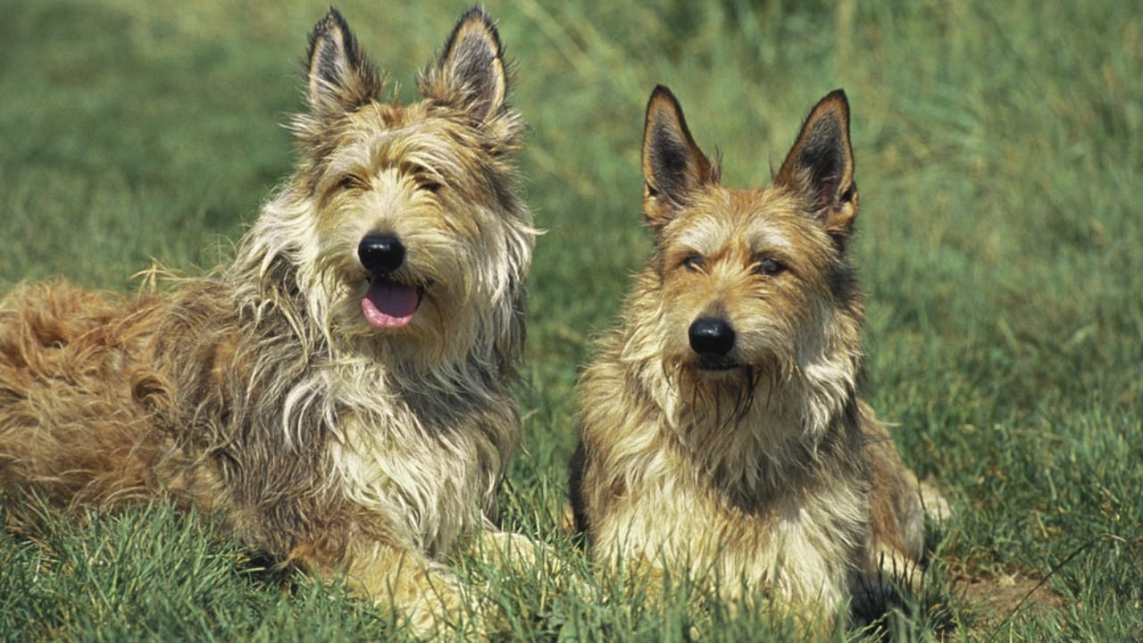 Meet the Berger Picard: 15 Things You Never Knew About This Rare French Breed - Berger picard dog dp348254848