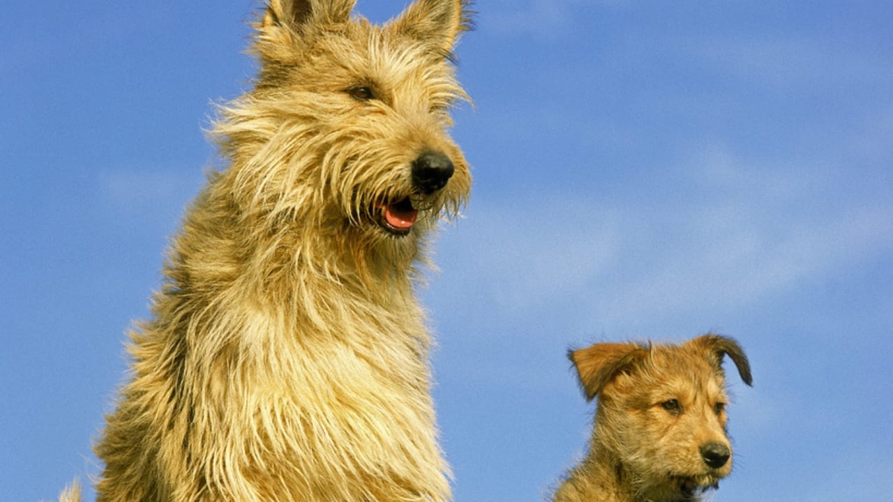 Meet the Berger Picard: 15 Things You Never Knew About This Rare French Breed - Berger picard dog dp350764272