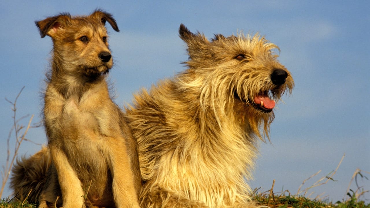 Meet the Berger Picard: 15 Things You Never Knew About This Rare French Breed - Berger picard dog dp350766554