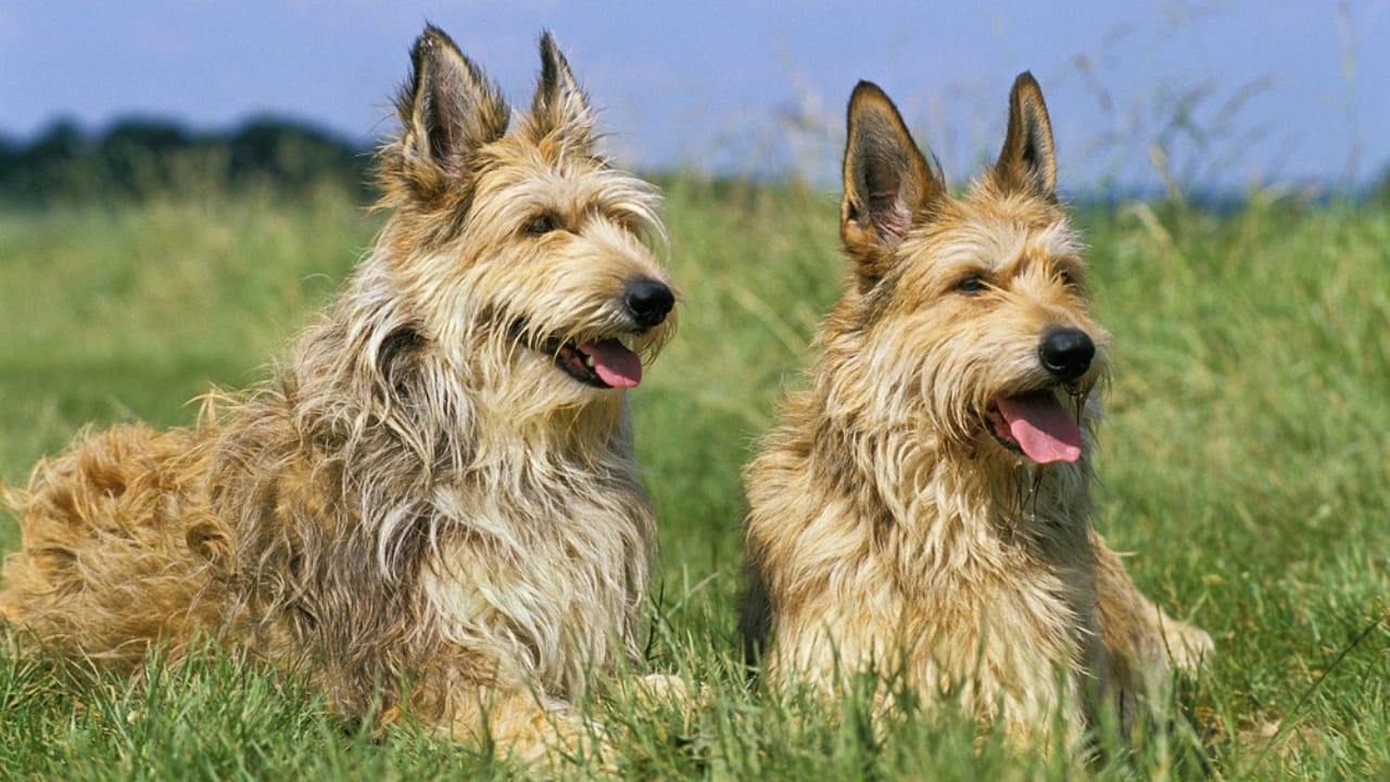 Meet the Berger Picard: 15 Things You Never Knew About This Rare French Breed - Berger picard dog dp350771462