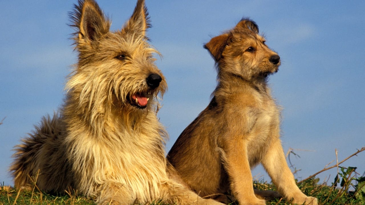 Meet the Berger Picard: 15 Things You Never Knew About This Rare French Breed - Berger picard dog dp350775124