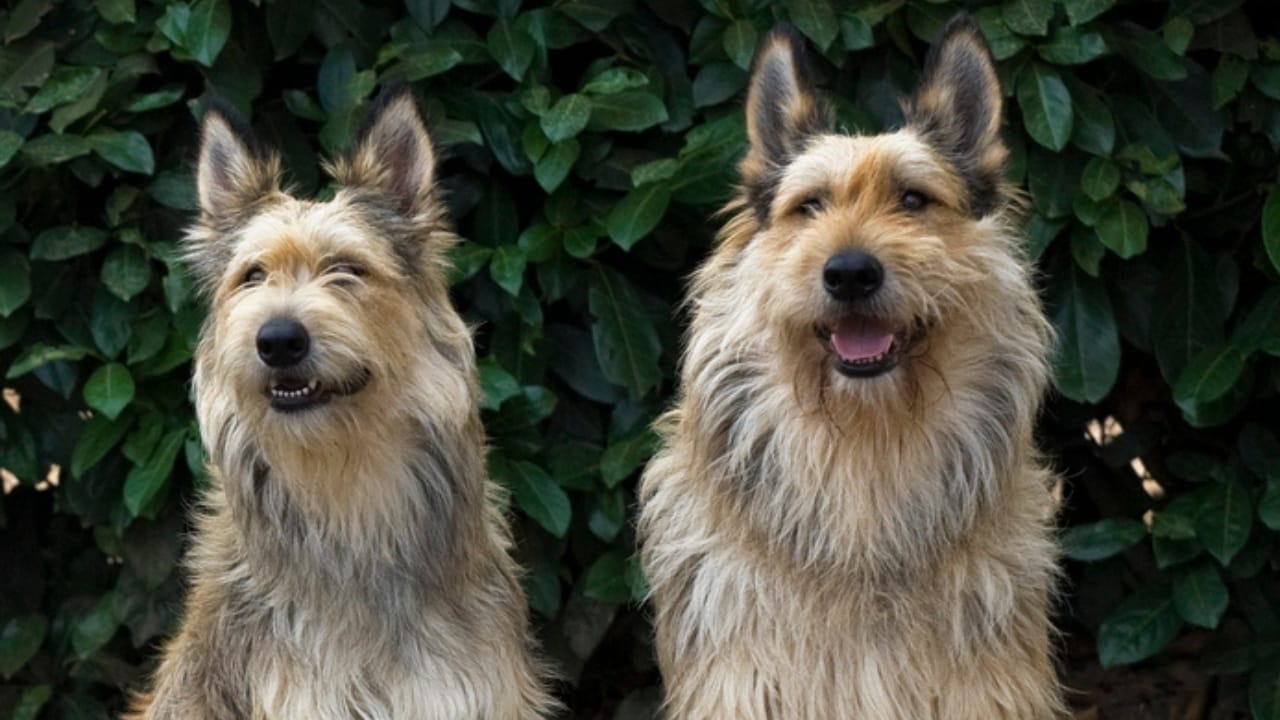 Meet the Berger Picard: 15 Things You Never Knew About This Rare French Breed 6 Meet the Berger Picard: 15 Things You Never Knew About This Rare French Breed - Berger picard dog dp7910021