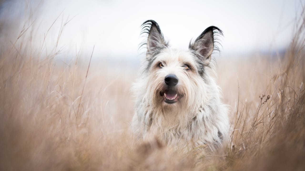 Meet the Berger Picard: 15 Things You Never Knew About This Rare French Breed - Berger picard dog ss793334341