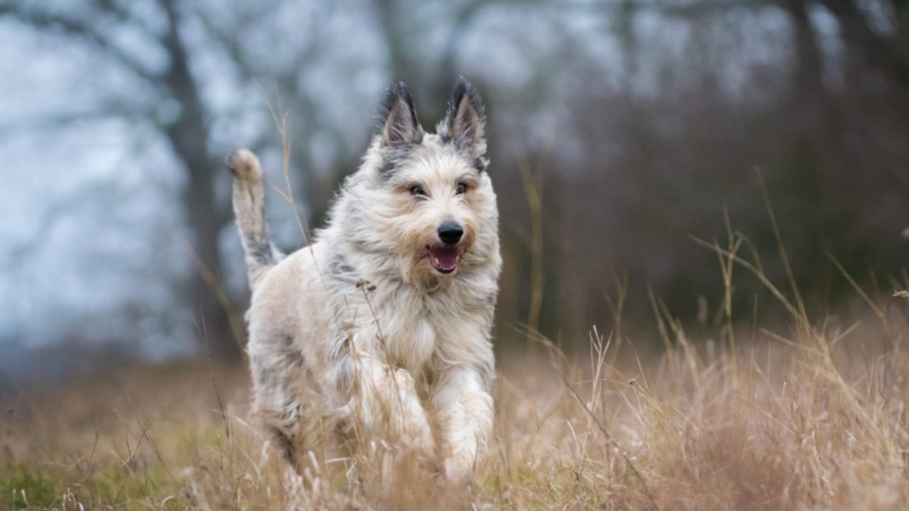 Meet the Berger Picard: 15 Things You Never Knew About This Rare French Breed - Berger picard dog ss793334356