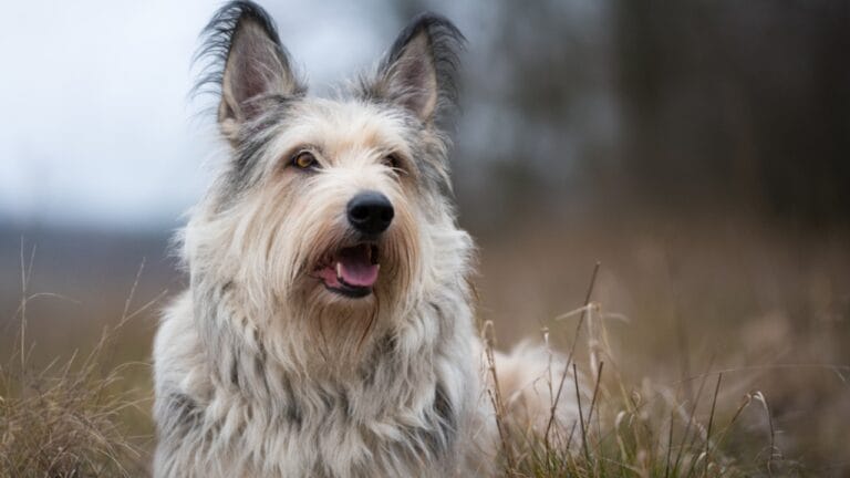 Meet the Berger Picard: 15 Things You Never Knew About This Rare French Breed - Berger picard dog ss793340224