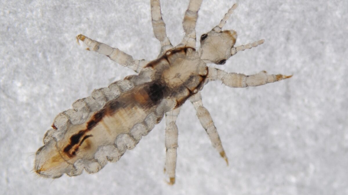 13 Oldest Animal Species Still Thriving in 2024 14 13 Oldest Animal Species Still Thriving in 2024 - Bird Louse dp173952446