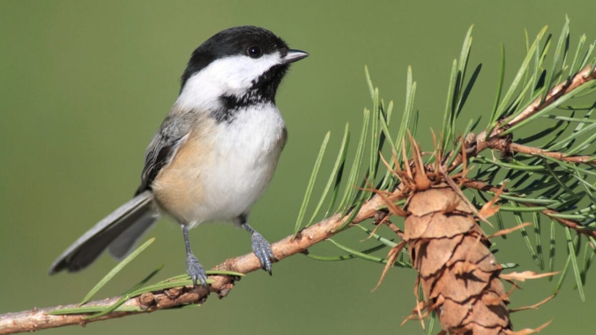 Wings of Wisdom: 12 Common Birds & Their Symbolism 6 Wings of Wisdom: 12 Common Birds & Their Symbolism - Black capped Chickadee dp7916711