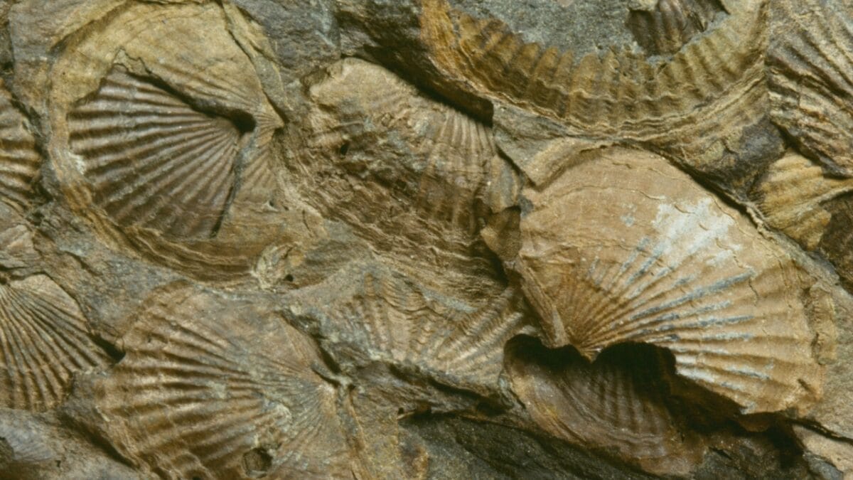 13 Oldest Animal Species Still Thriving in 2024 3 13 Oldest Animal Species Still Thriving in 2024 - Brachiopods ss780604033