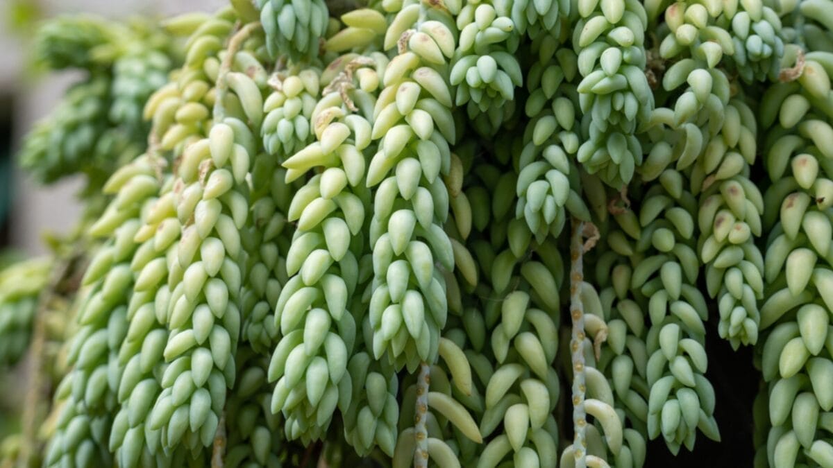 10 Cat-Safe Succulents That Bring the Beauty of Nature Indoors Without Worry 6 10 Cat-Safe Succulents That Bring the Beauty of Nature Indoors Without Worry - Burros Tail dp649475652