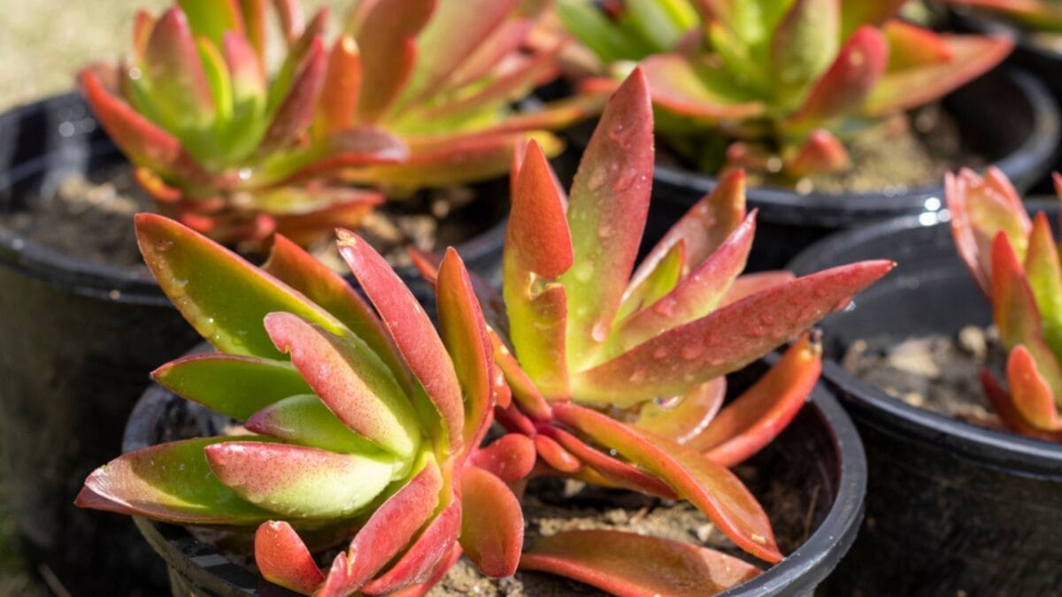 15 Stunning Succulents That Change Color 14 15 Stunning Succulents That Change Color - Campfire dp552505308