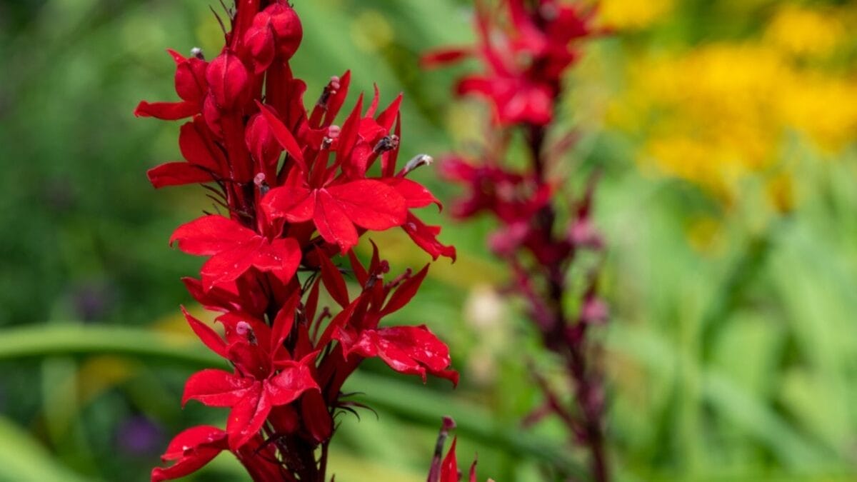 10 Plants That Will Attract Fireflies to Your Yard 12 10 Plants That Will Attract Fireflies to Your Yard - Cardinal Flower dp432210262