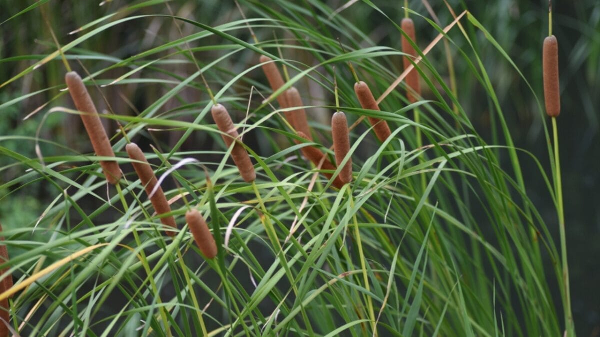 15 Plants to Turn Your Garden into a Hummingbird Haven - Cattail dp496150712