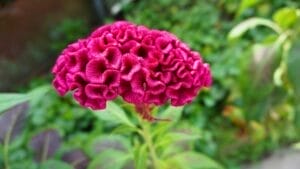 July Isn't Too Late: 15 Stunning Flowers You Can Plant Mid-Summer 1 July Isn't Too Late: 15 Stunning Flowers You Can Plant Mid-Summer - Celosia Celosia argentea ss2321244729