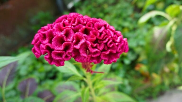 July Isn't Too Late: 15 Stunning Flowers You Can Plant Mid-Summer 2 July Isn't Too Late: 15 Stunning Flowers You Can Plant Mid-Summer - Celosia Celosia argentea ss2321244729