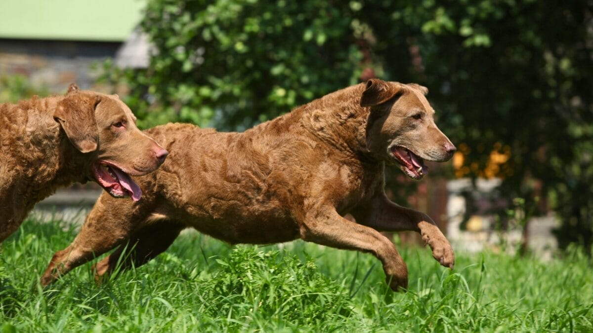 15 Best Bird Dog Breeds for the Avid Hunter 7 15 Best Bird Dog Breeds for the Avid Hunter - Chesapeake Bay Retriever dog breed dp176251406