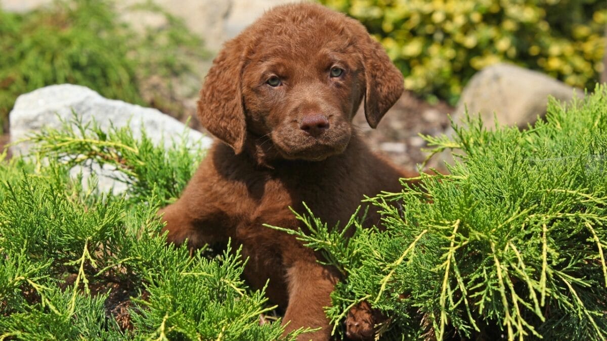 10 Little-Known Facts About Chesapeake Bay Retrievers 9 10 Little-Known Facts About Chesapeake Bay Retrievers - Chesapeake Bay Retriever dog breed dp181907168