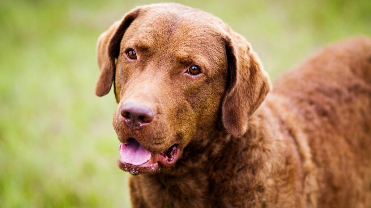 10 Little-Known Facts About Chesapeake Bay Retrievers 10 10 Little-Known Facts About Chesapeake Bay Retrievers - Chesapeake Bay Retriever dog breed dp42157563