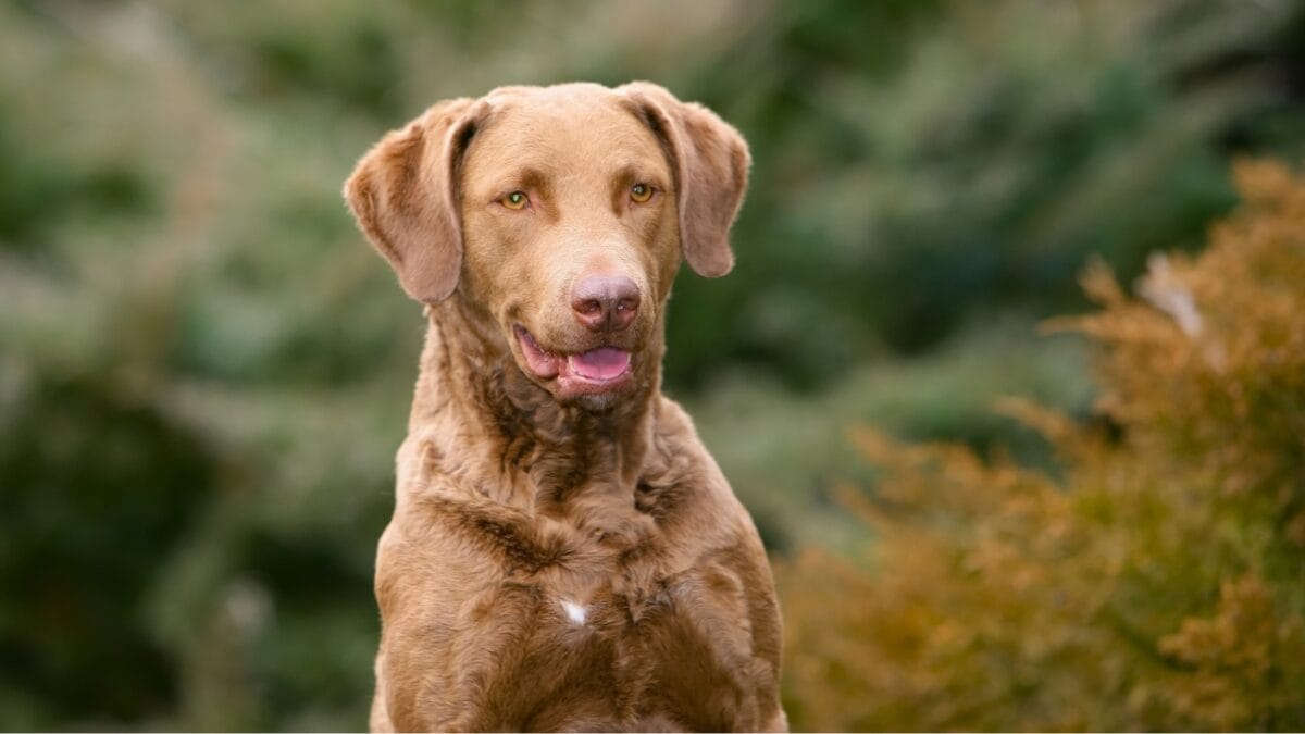 10 Little-Known Facts About Chesapeake Bay Retrievers 11 10 Little-Known Facts About Chesapeake Bay Retrievers - Chesapeake Bay Retriever dog breed dp450636392