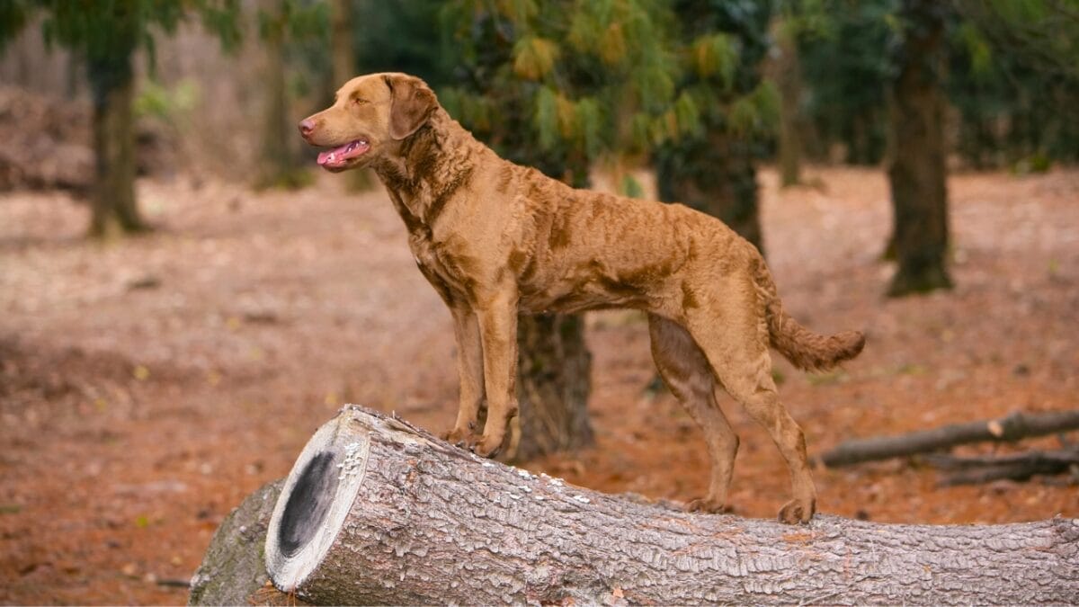 10 Little-Known Facts About Chesapeake Bay Retrievers 8 10 Little-Known Facts About Chesapeake Bay Retrievers - Chesapeake Bay Retriever dog breed dp455858106