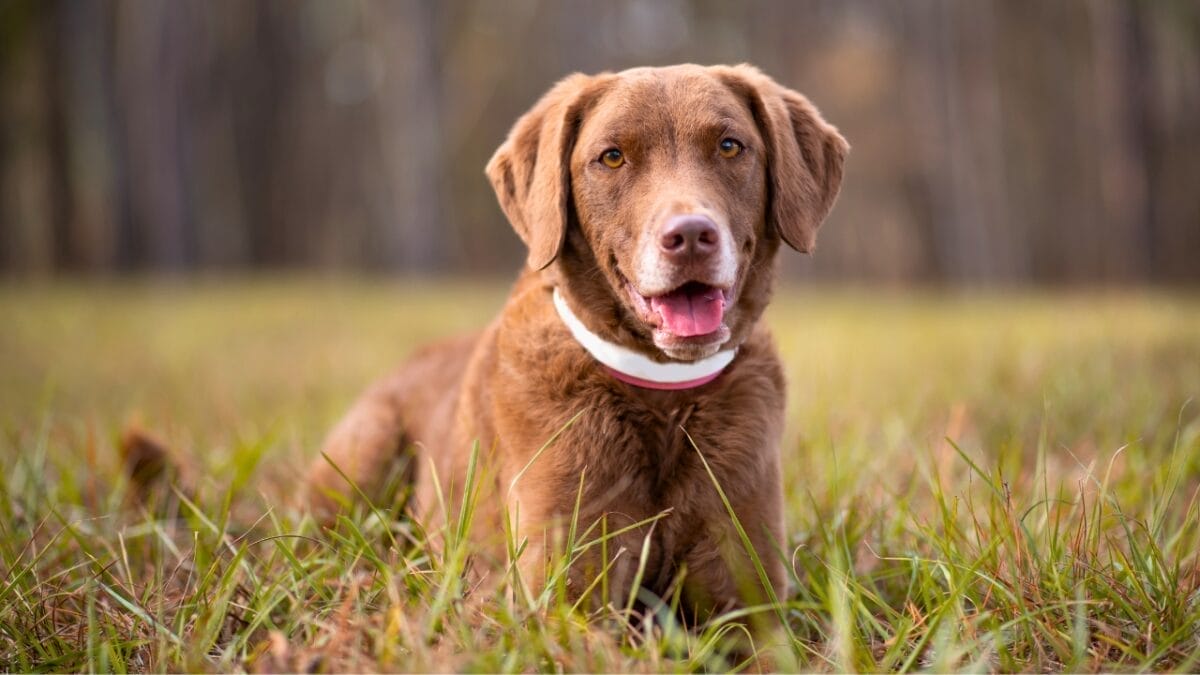 10 Little-Known Facts About Chesapeake Bay Retrievers 6 10 Little-Known Facts About Chesapeake Bay Retrievers - Chesapeake Bay Retriever dog breed dp633992766
