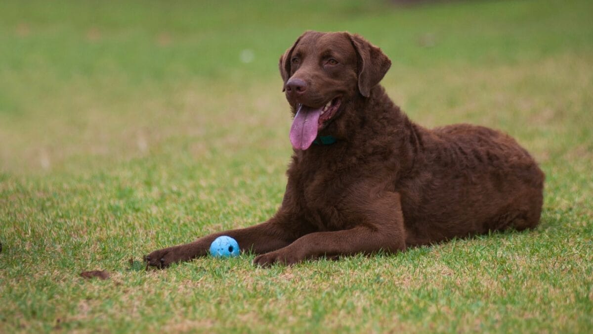 10 Little-Known Facts About Chesapeake Bay Retrievers 7 10 Little-Known Facts About Chesapeake Bay Retrievers - Chesapeake Bay Retriever dog breed dp81399630