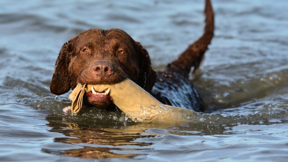 10 Little-Known Facts About Chesapeake Bay Retrievers 2 10 Little-Known Facts About Chesapeake Bay Retrievers - Chesapeake Bay Retriever dog breed ss1213411981