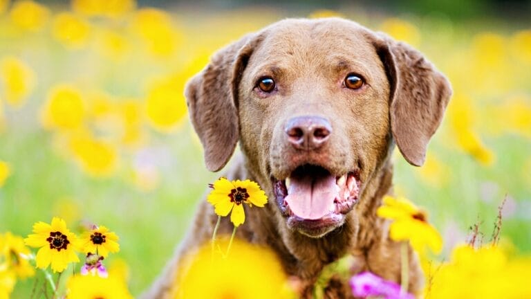 10 Little-Known Facts About Chesapeake Bay Retrievers 8 10 Little-Known Facts About Chesapeake Bay Retrievers - Chesapeake Bay Retriever dog breed ss425918248
