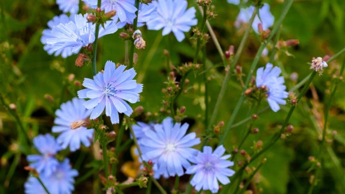 15 Plants Our Grandparents Ate to Survive the Great Depression - Chicory dp305982714