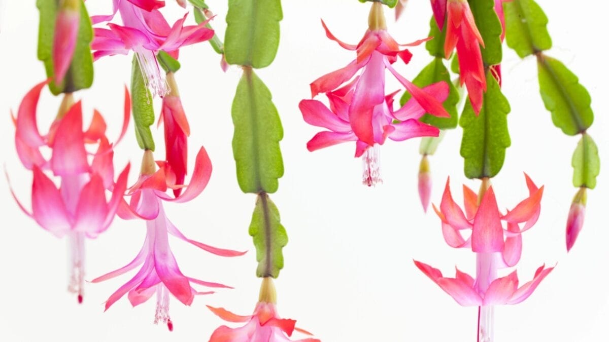 11 Succulents That are a Breeze for Beginners to Grow 11 11 Succulents That are a Breeze for Beginners to Grow - Christmas Cactus dp4261069
