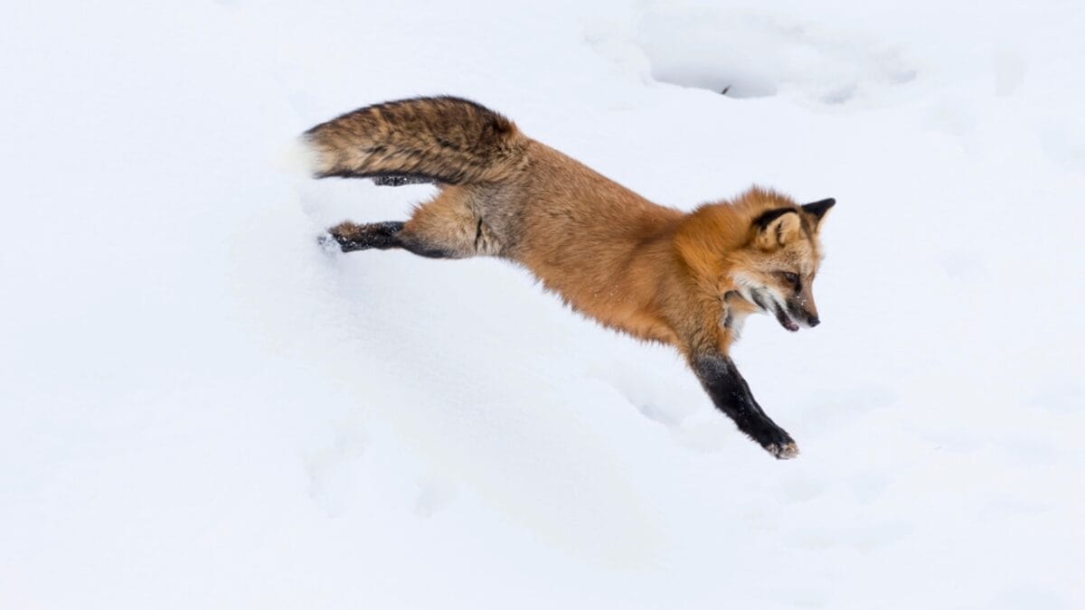 15 Facts About Red Foxes: Nature's Survivors 9 15 Facts About Red Foxes: Nature's Survivors - Clever Snow Divers dp147804485